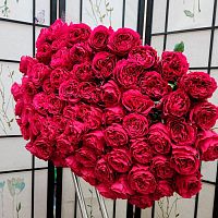 Розы Эквадор Хотспот