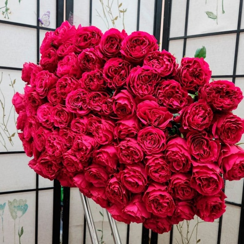 Розы Эквадор Хотспот