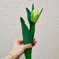 Тюльпан пионовидный