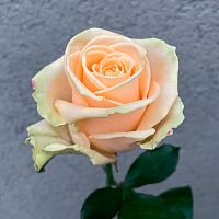 Роза Эквадор Аваланж