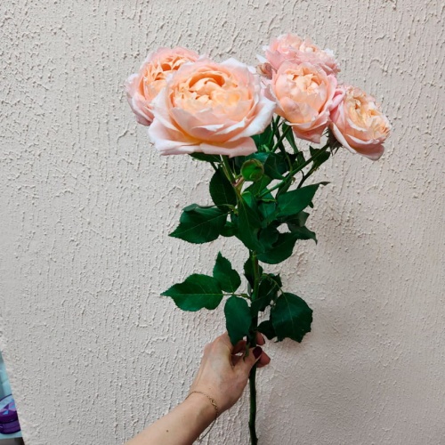 Роза кустовая Дэвида Остина Роза кустовая Дэвида Остина