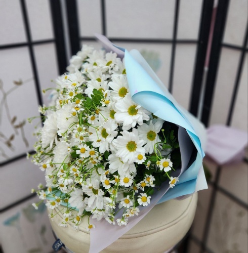 Хризантемы Танацетум фото 2