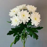 Хризантема Балтика белая
