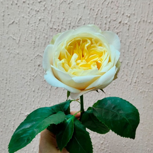 Роза пионовидная Дэвида Остина