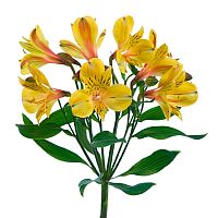 Альстромерия жёлтая