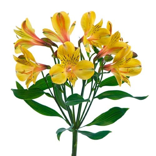 Альстромерия жёлтая