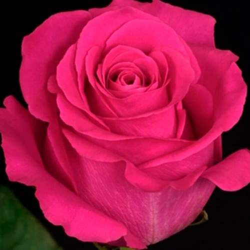 Роза Эквадор Пинк Флойд фото 2 Роза Эквадор Пинк Флойд фото 2