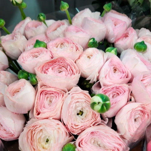 Авторский букет из Ранункулюсов фото 2 Авторский букет из Ранункулюсов фото 2