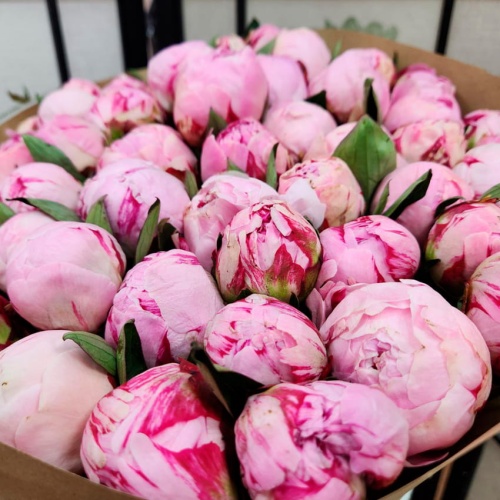Пионы розовые Голландия фото 3