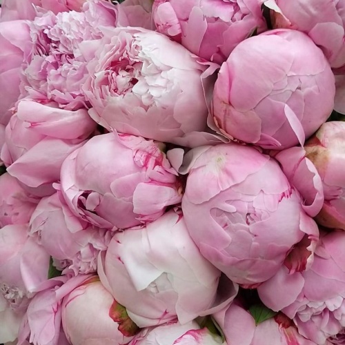 Пионы Сара Бернар фото 5