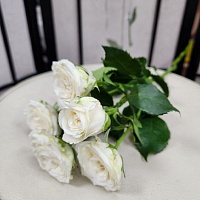 Роза пионовидная кустовая