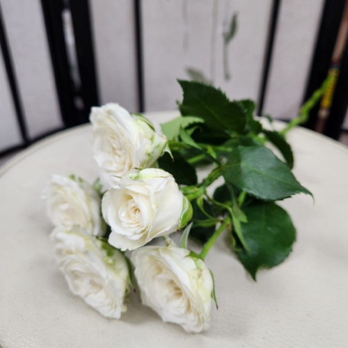 Роза пионовидная кустовая Роза пионовидная кустовая