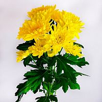 Хризантема Алтай жёлтая