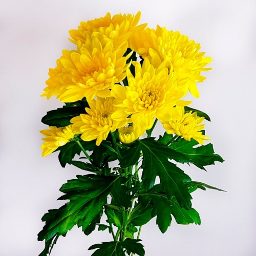 Хризантема Алтай жёлтая