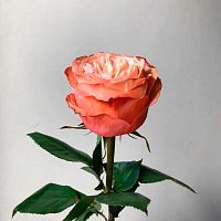 Роза Эквадор