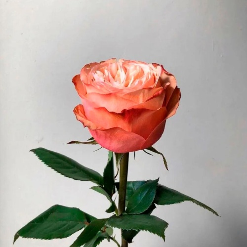 Роза Эквадор