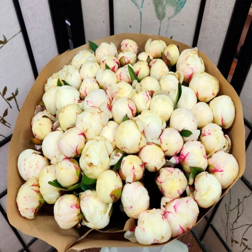 Пионы белые Голландия фото 3 Пионы белые Голландия фото 3