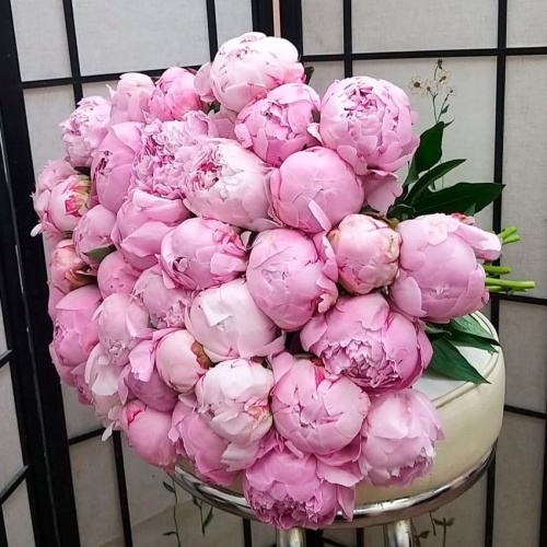 Пионы Сара Бернар фото 4