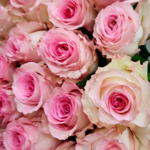 Розы Эквадор Мандала фото 5