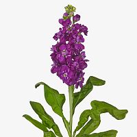 Маттиолы фиолетовые