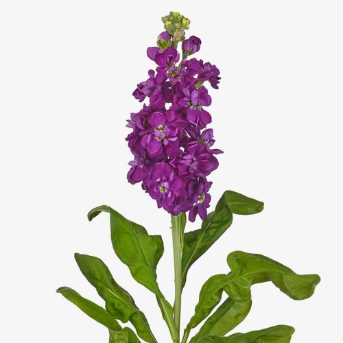 Маттиолы фиолетовые Маттиолы фиолетовые