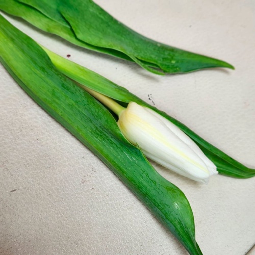 Тюльпан белый фото 2 Тюльпан белый фото 2