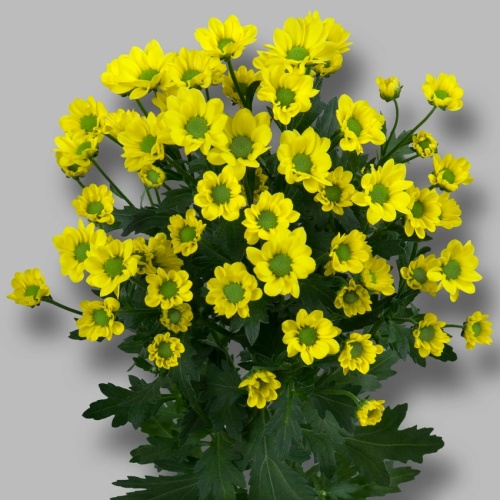 Хризантема Сантини жёлтая