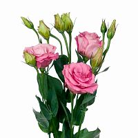 Эустома Малиновая (Лизиантус)