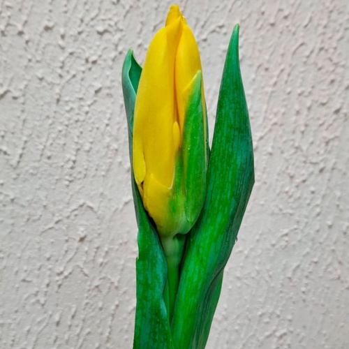 Тюльпан жёлтый фото 2 Тюльпан жёлтый фото 2
